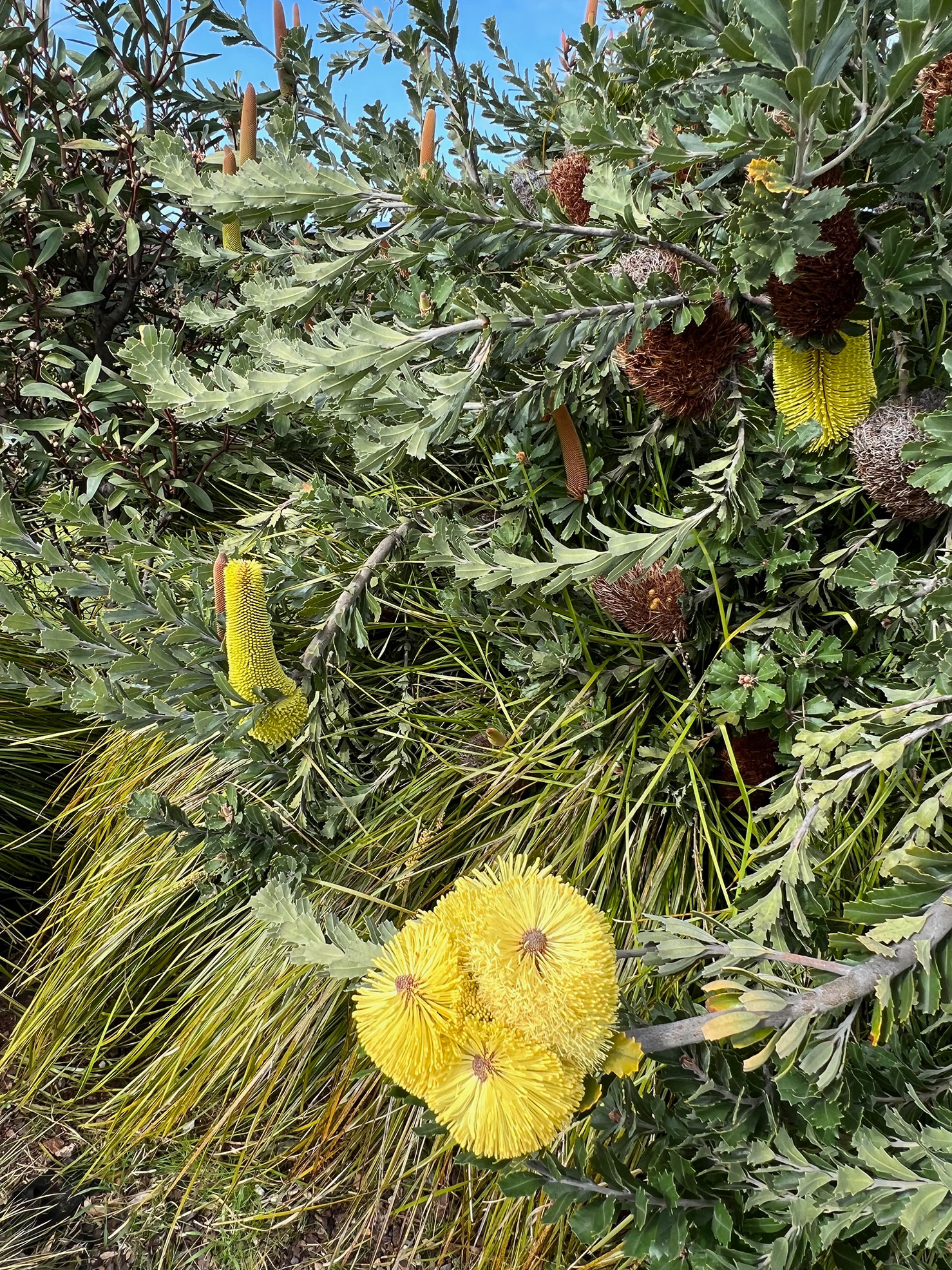 Leaves